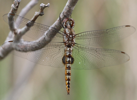 Spot-winged